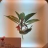 心星葵's profile picture