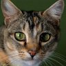 Pauly profil fotoğrafı