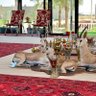 Фото профиля دهام القحطاني.