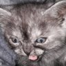 Katzuo COMMS OPEN's profile picture