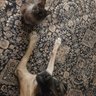 MaggieHobbes's profile picture