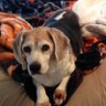 Фото профиля Beefy Beagle