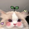 Aimi 的头像