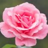 Deborah's profile picture