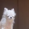 札付かない 的头像
