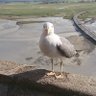 伏見和真 profil fotoğrafı