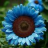 Profilbild von Sunflower Blue 🐦