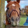 I Just Want To Watch Horse Racing's profile picture