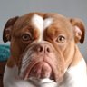 Ryan Todd's profile picture