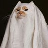 𝕐𝕖𝕝𝕝𝕠𝕨 𝕄𝕖𝕝𝕝𝕠's profile picture