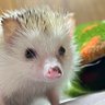 おまはは 的头像