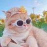cheeselov's profile picture
