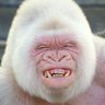 Profilbild von Vanilla_Brick
