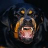 Пёс Злодеев's profile picture