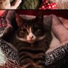 Tommy Fellows profil fotoğrafı