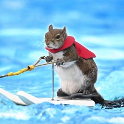 TWIGGY The Squirrel | FAN Page's profile picture