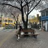A. profil fotoğrafı