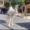 Profilbild von بن ثابت النهدي 🕋