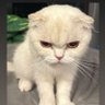 GelliroKurdapya profil fotoğrafı