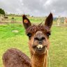 Rufas profil fotoğrafı