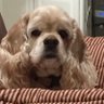 Spaniel Mom 的头像