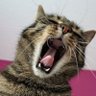 Greg's profile picture