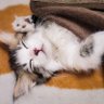 源頼朝とは全く関係ありません profil fotoğrafı