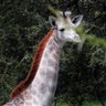 OMO THE LAST WHITE GIRAFFE's profile picture