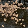 Profilbild von -僕たちの日本-楓【カエデ】🇯🇵