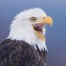 Erik profil fotoğrafı