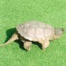 Фото профиля Snapping Turtle