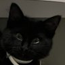 Shadow Kai's profile picture