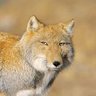 Renard perplexe profil fotoğrafı
