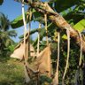 Dried banana leaves profil fotoğrafı