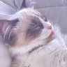 Profilbild von Joshua