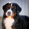 Profilbild von CindyThePuppyMom