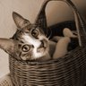 さくら profil fotoğrafı