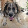 Max 😎 🐕's profile picture