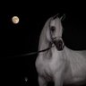 Фото профиля حلا 🖤