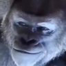 Profilbild von Azerios.