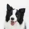 卡朋迪 profil fotoğrafı