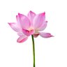 MaunaYogam.Org (Nidhidhyāsana.Org) 的头像