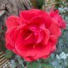 Gill 💙 🌹 profil fotoğrafı