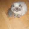 يحيى's profile picture