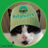 Фото профиля Lord Basil of Sandwich 🐾🐁😻