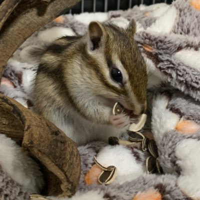 リスダイスキナノ🐿️‼️'s profile picture