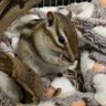 リスダイスキナノ🐿️‼️ 的头像