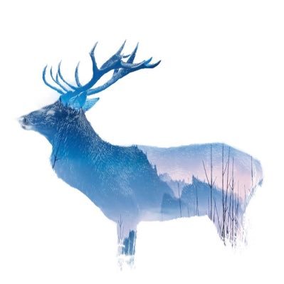 381_music's profile picture