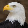 Profilbild von AmericanPatriot4