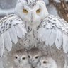 OWL🦉's profile picture